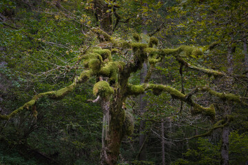 moss covered tree in the forest