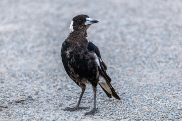 Black-Backed Australian Magpie