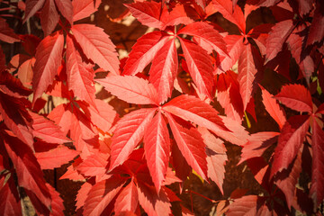 Beautiful red leaves of decorative plants