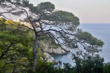 Mare e Pineta a Tremiti