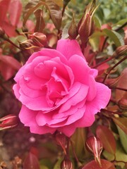 flores en jardines de Madrid ,España