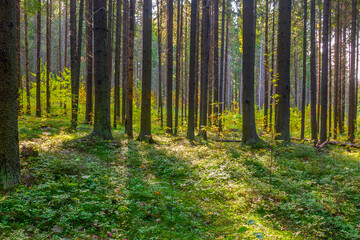 Coniferous spruce forest in the early morning, bare trunks against a background of green grass.