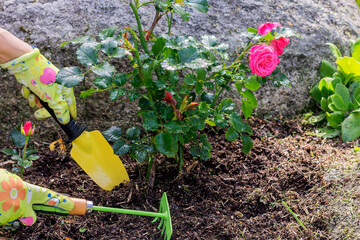 Caring for a young rose in the garden, loosening the soil and removing weeds.