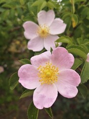 flores en jardines de Madrid ,España