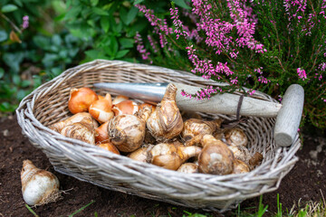 Bulbs of daffodils and tulips ready for autumn planting.