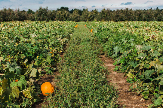 pumpkin patch
