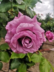 flores en jardines de Madrid ,España