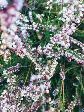 flower power