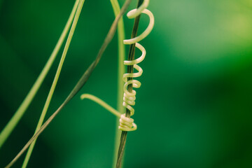 Green climbers in nature.