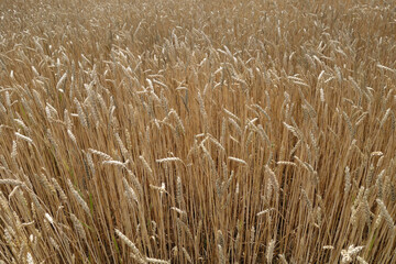 Rye field view.