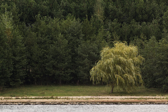 Willow on the shore of a lake