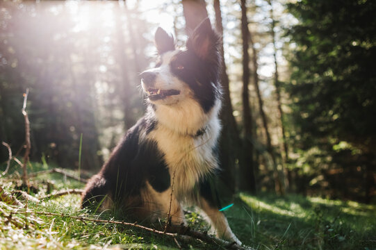 Border collie portrait in the forest