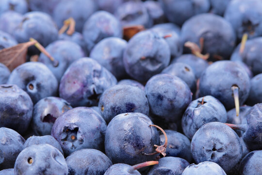 Blueberry close up background
