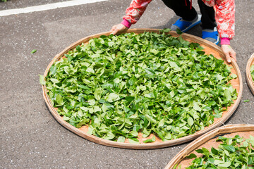 Woman's hands tossing tea leaves for even drying.