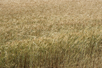 Rye field view.