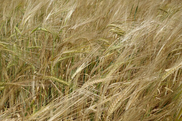 Rye field view.