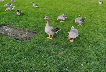 Large and beautiful gray geese walk on green grass in a park in a meadow. Walking your pet in the garden. Animals and countryside.