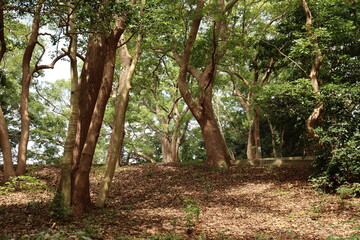 美しい自然の風景