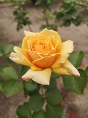 flores en jardines de Madrid ,España