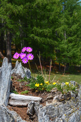 Flowers growing through stump, Beauriful nature