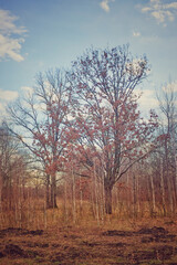 Obraz na płótnie Canvas Beautiful autumn trees in the forest. Bright autumn landscape.