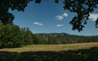 Obraz premium Polana pod lasem