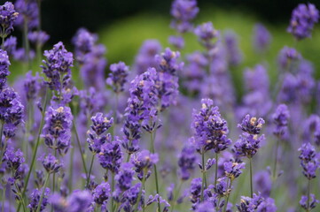 Gros plan sur des fleurs de lavande