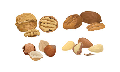 Nuts as Dry Edible Seeds with High Fat Content Vector Set