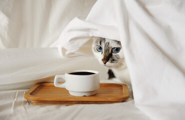 Morning awakening coffee in bed. A cute cat reaches for a cup of coffee.