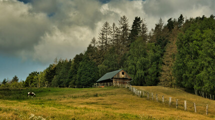 Polana pod lasem © michalsen