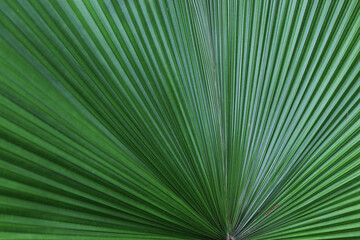 Selective focus on sugar palm leaf big green leaf background