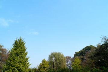 Fototapeta premium 御幣公園（神奈川県藤沢市）