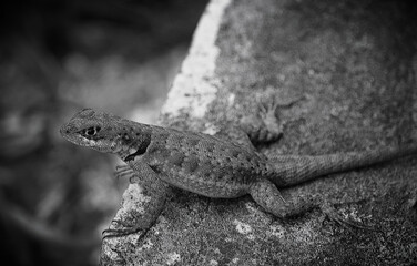 lizard on a rock