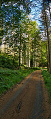 Fototapeta na wymiar Szlak turystyczny w lesie