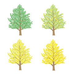 色づくイチョウ