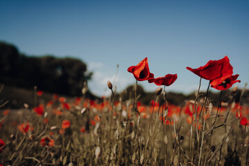 poppies in the field