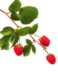 amazing tasty, beautiful and healing berry raspberry on a branch