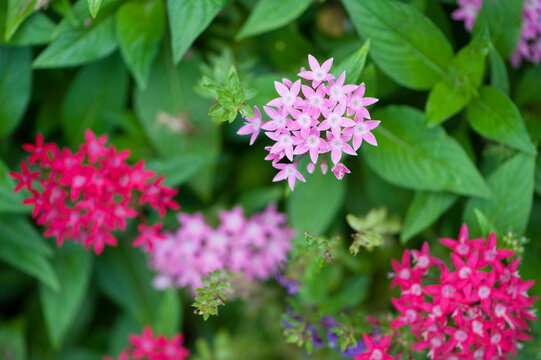 Red and Pink Penta Flowers