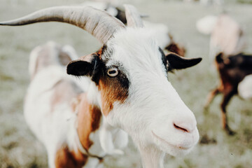 portrait of a goat