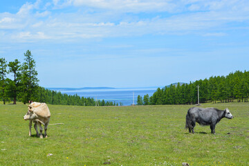 Obraz premium cows in the field