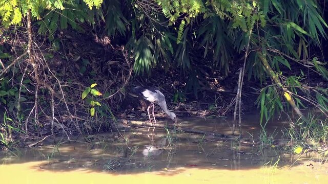 An Asian Openbill or Asian Openbill stork (Anastomus oscitans) shearches for food in the shallows of a jungle pond under the shade of bamboo. Class: Aves, Order: Ciconiiformes, Family: Ciconiidae, Gen