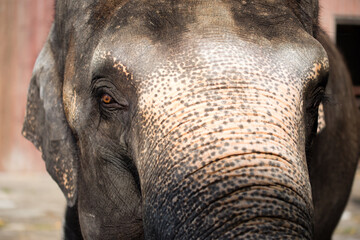 Asian female elephants beg for food at a zoo in Liaoning, China
