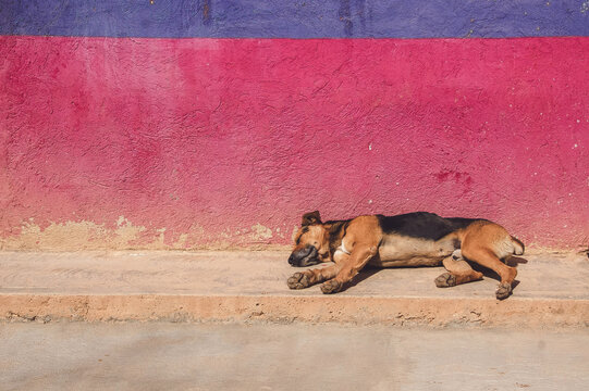 Dog sleeping on sidewalk of colorful Mexican house