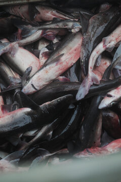 Commercial fishing