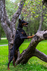 Doberman