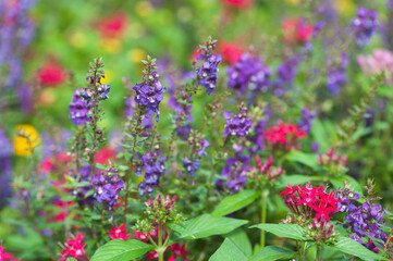 Summer Annual in Bloom