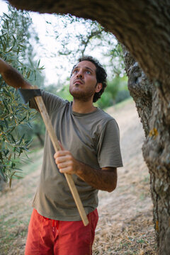 Young farmer working in the olive grove