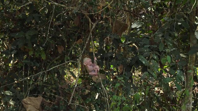 A Baby Stumptail Monkey ( Macaca Arctoides ) has lost contact with it's Mother and cries in fear while hanging on a thin branch.