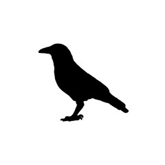 silhouette of a crow. vector flat illustration