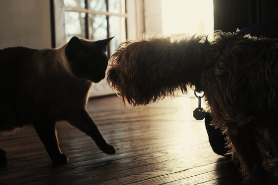 Dog And Cat Meeting